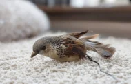 L’oiseau factice pour le chat, un jouet indémodable qui stimule chasse et jeu