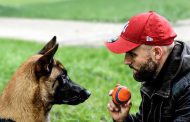 Avant d’adopter un chien : pourquoi faut-il s’intéresser à son caractère plutôt qu’à son apparence ?